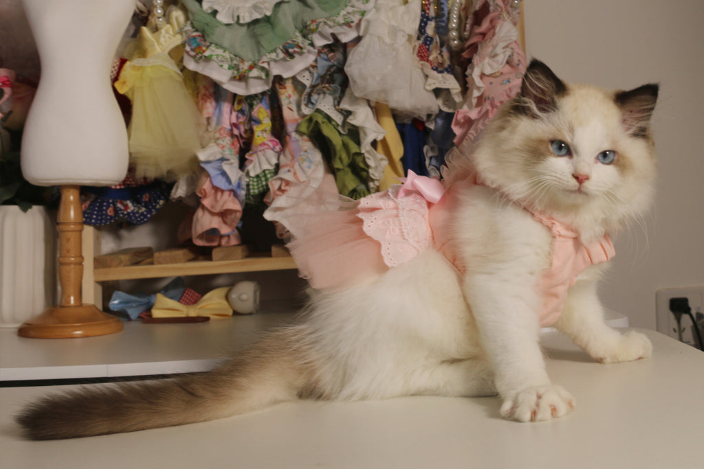 5 Ways To Make Your Pets More Fashionable With Attractive Pet Clothes